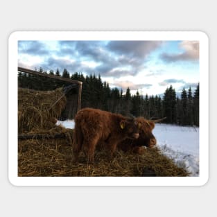 Scottish Highland Cattle Cow and Calf 1617 Sticker